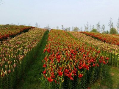 <b>我們今天就圍繞景觀花海工程的5種開發模式進行探討</b>