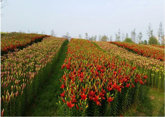 景觀花海工程