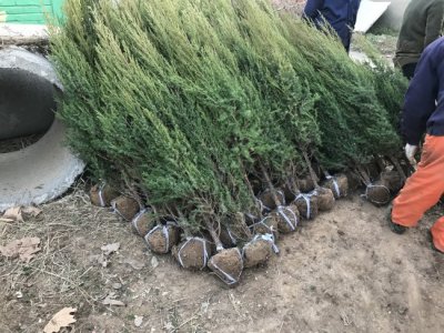 關于刺柏你知道應該怎么去種植嗎?