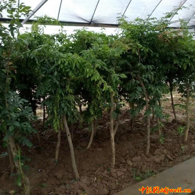 1595035008780653.jpg 凌霄19_副本.jpg