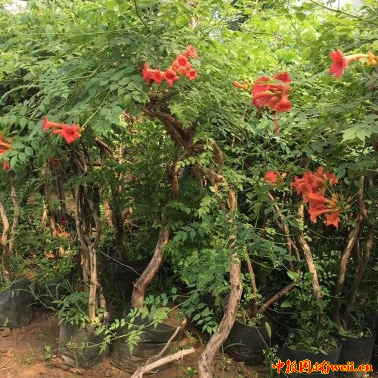 1595035697342140.jpg 凌霄21_副本.jpg