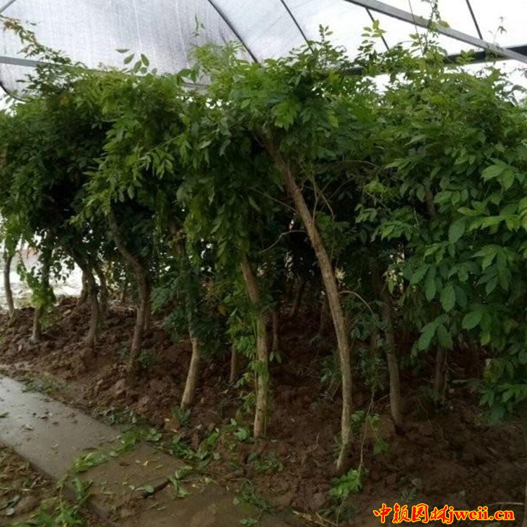 1595231349263622.jpg 凌霄20_副本.jpg