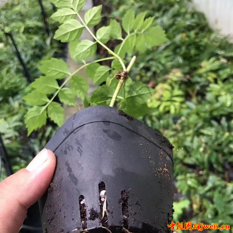 凌霄4_副本.jpg