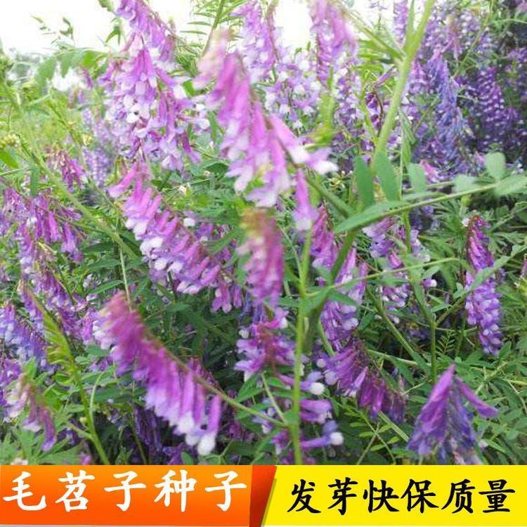 1595901077222147.jpg 進口草坪種子