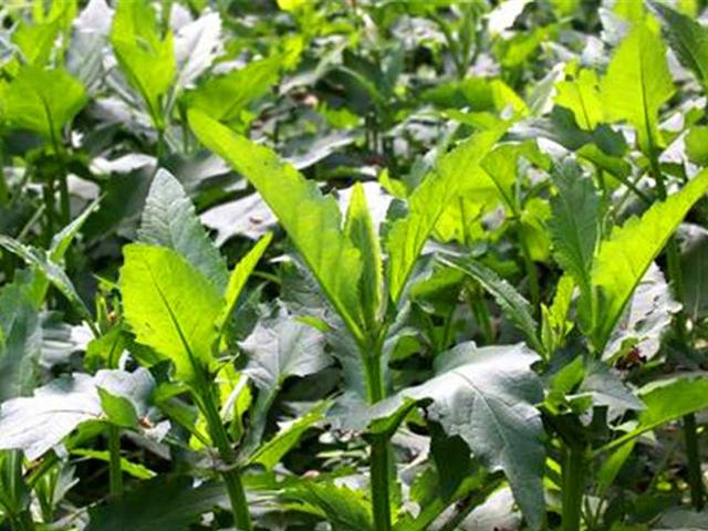 串葉松香草的主要價值介紹以及栽培技術介紹