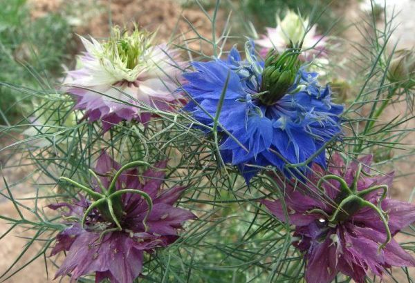 1596765129770043.jpg 1黑種草600.jpg