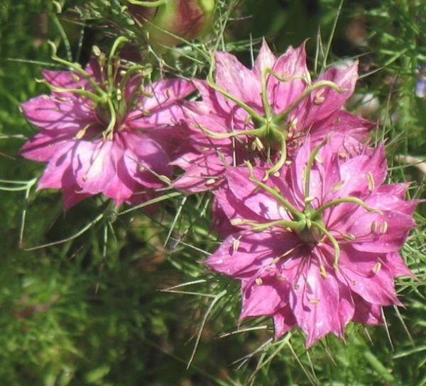 1596765140253595.jpg 2黑種草600.jpg