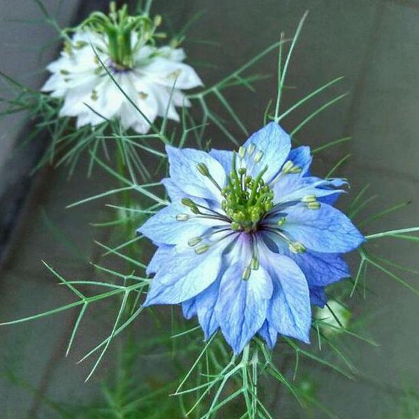 1596765147390830.jpg 3黑種草600.jpg