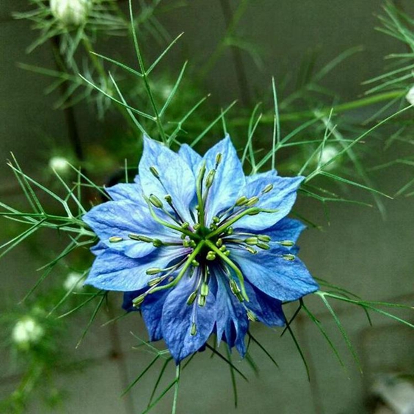 黑種草 8_副本.jpg