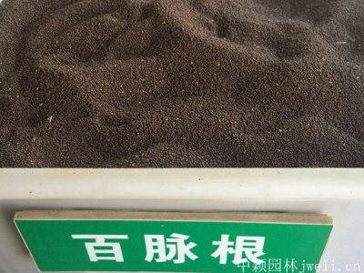 百脈根種子