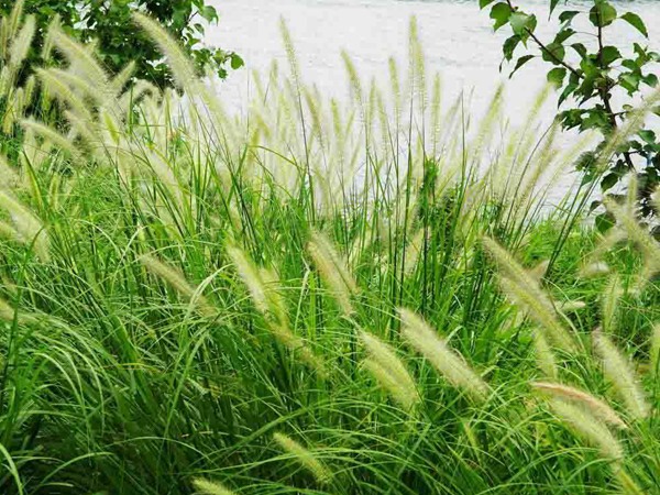 狼尾草圖片