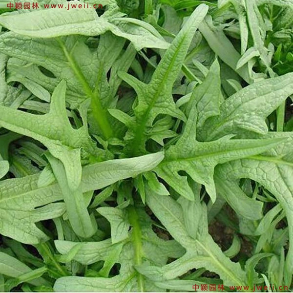 苦荬菜3_副本.jpg