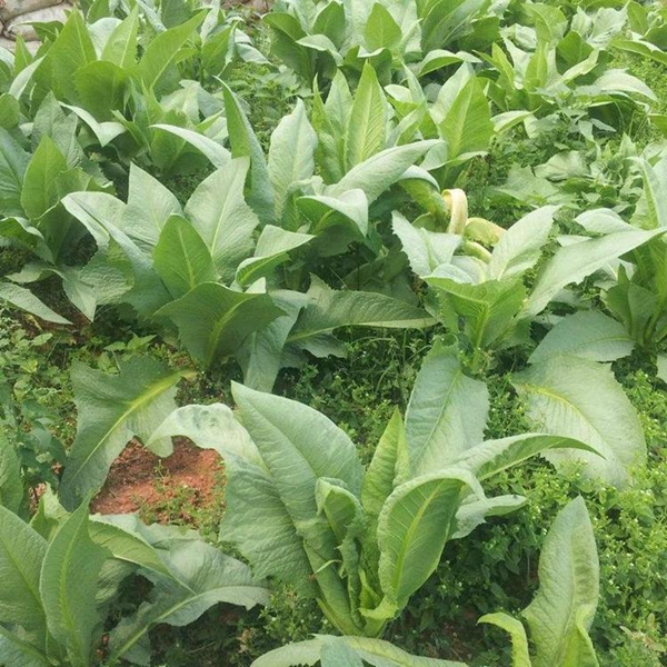 苦荬菜7_副本.jpg