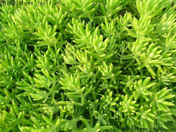 1597927264105638.jpg 佛甲草1_副本.jpg