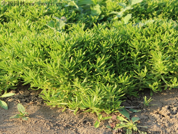 1597927315227959.jpg 佛甲草3_副本.jpg