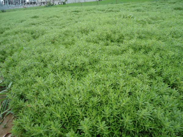 1597927394849597.jpg 佛甲草4_副本.jpg