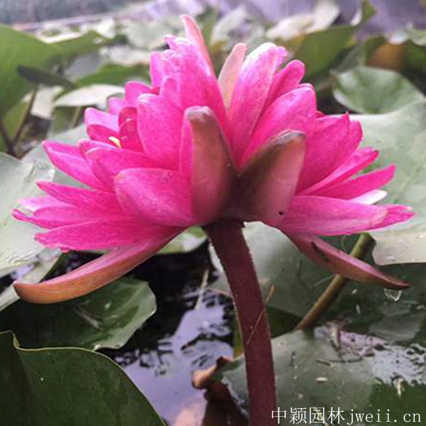 1598062306979338.jpg 碗蓮10_副本.jpg