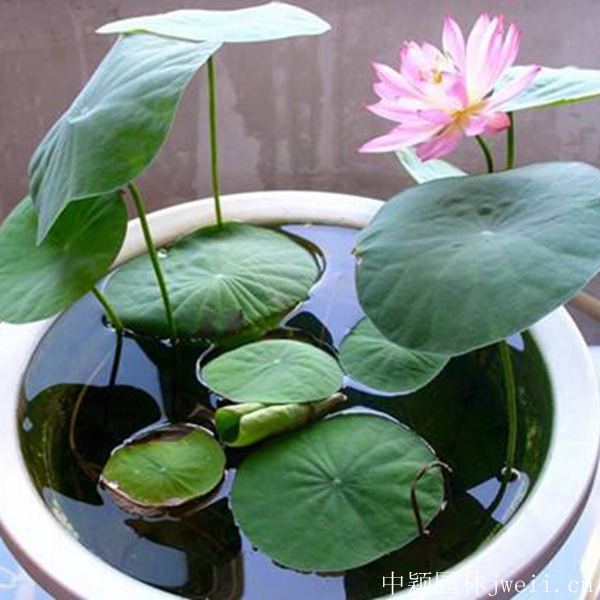 1598062356529662.jpg 碗蓮12_副本.jpg