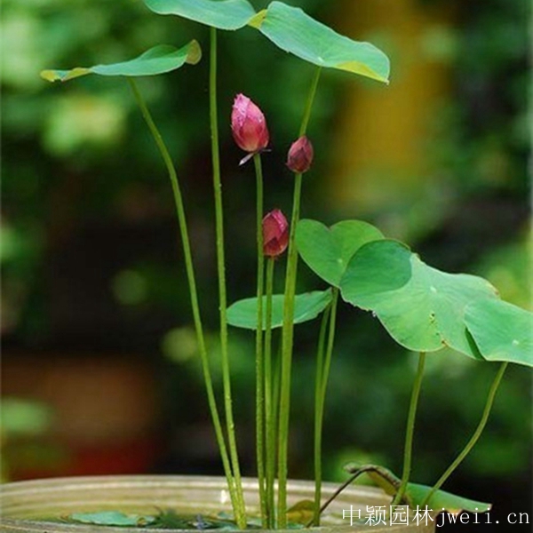 1598062373390897.jpg 碗蓮13_副本.jpg