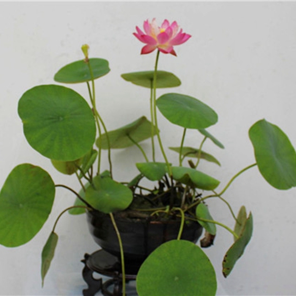 1598062383813282.jpg 碗蓮14_副本.jpg