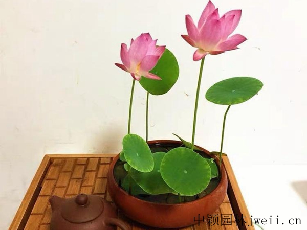 1598062419372637.jpg 碗蓮15_副本_副本.jpg