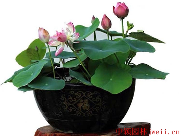 1598062444753959.jpg 碗蓮16_副本.jpg