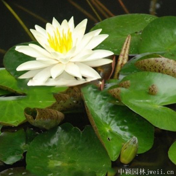 1598062469554688.jpg 碗蓮花7_副本.jpg