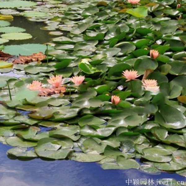 1598062479830750.jpg 碗蓮花3_副本.jpg