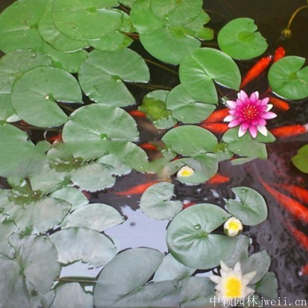 1598062488941659.jpg 碗蓮花4_副本.jpg