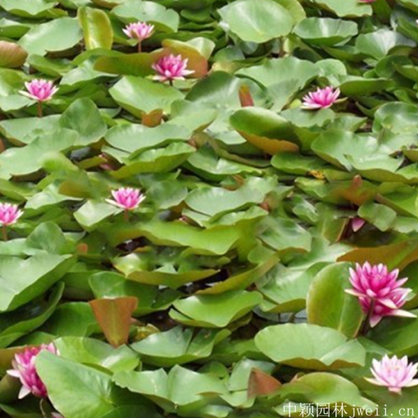 1598062496548095.jpg 碗蓮花5_副本.jpg