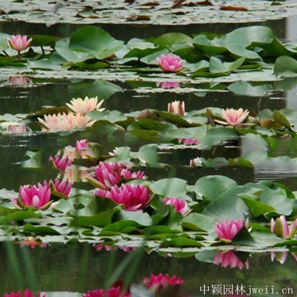 1598062505662637.jpg 碗蓮花6_副本.jpg