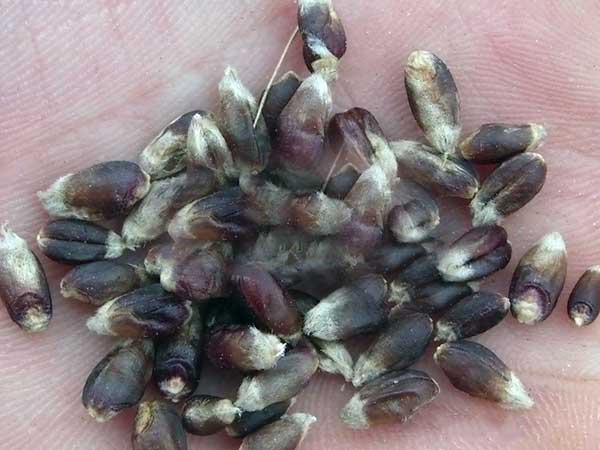 1598236308966332.jpg 黑小麥.jpg