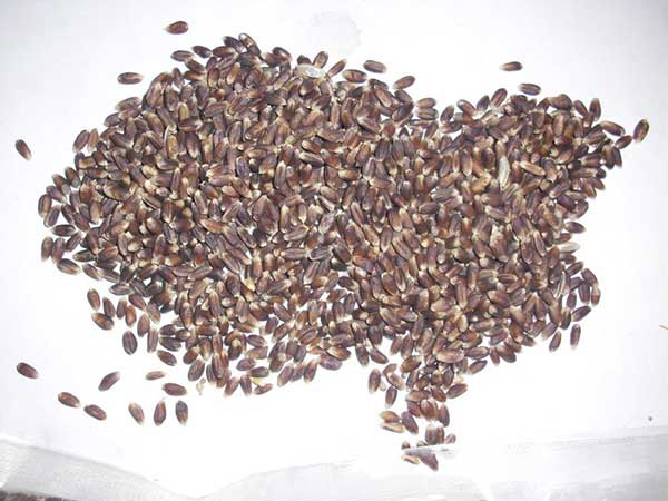 1598236313581163.jpg 黑小麥1.jpg