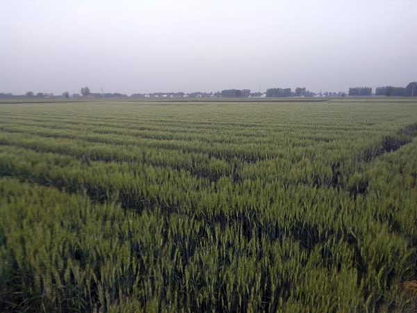 1598236368510593.jpg 黑小麥4.jpg