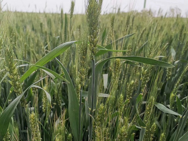 1598236377590909.jpg 黑小麥8.jpg