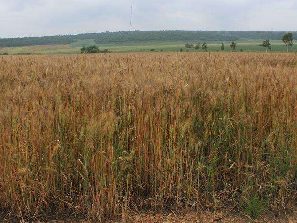 1598236393684840.jpg 黑小麥19.jpg