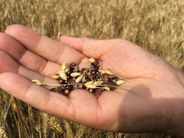 1598236415356305.jpg 黑小麥17.jpg