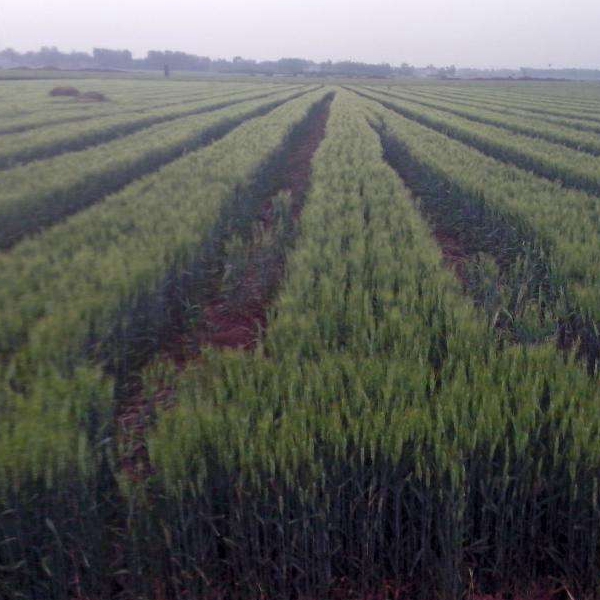 1598236446109236.jpg 黑小麥27.jpg