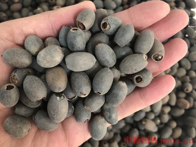 碗蓮可以一直水養嗎？