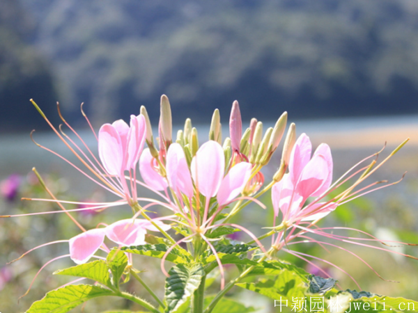 1598450425764849.png 醉蝶花2.png