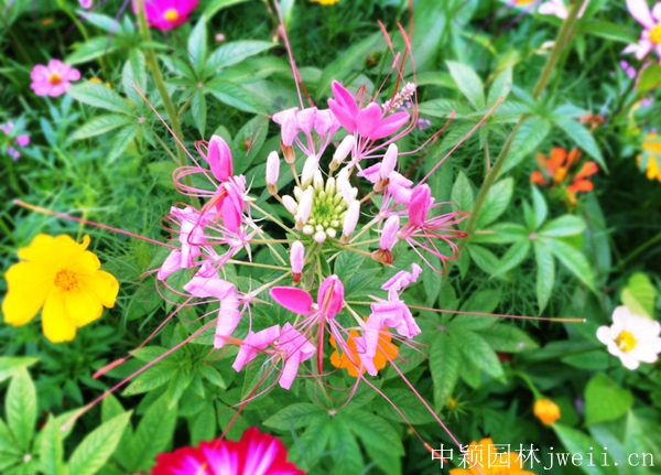 1598450451807820.jpg 醉蝶花12.jpg