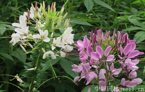 1598450456803895.jpg 醉蝶花13.jpg