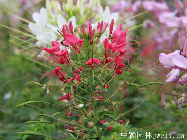 1598450480242361.jpg 醉蝶花19.jpg