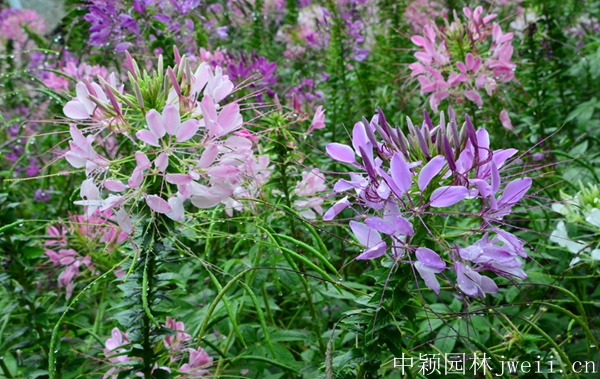 1598450563583045.jpg 醉蝶花42.jpg