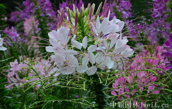 1598510685697986.jpg 醉蝶花15.jpg