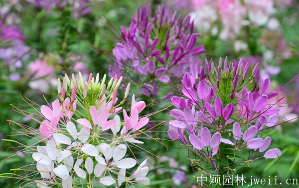 1598510695433659.jpg 醉蝶花23.jpg