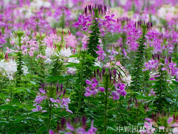 1598510711867088.jpg 醉蝶花1.jpg