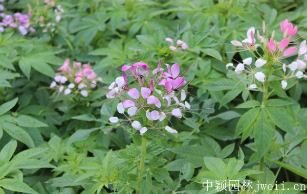 1598510715148980.jpg 醉蝶花32.jpg