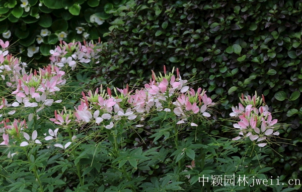 1598510719139045.jpg 醉蝶花37.jpg