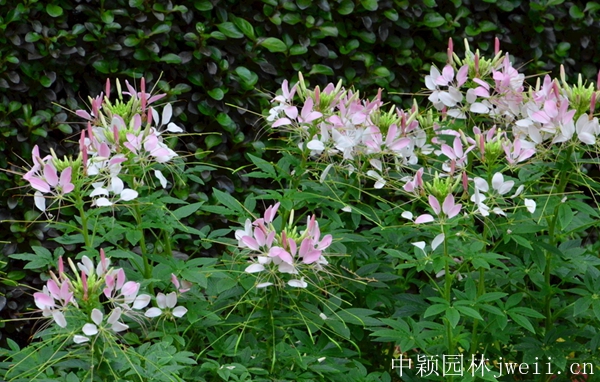 1598510726458132.jpg 醉蝶花38.jpg